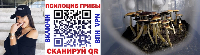сколько стоит  blacksprut зеркало  Псилоцибиновые грибы Psilocybine cubensis  Баймак 